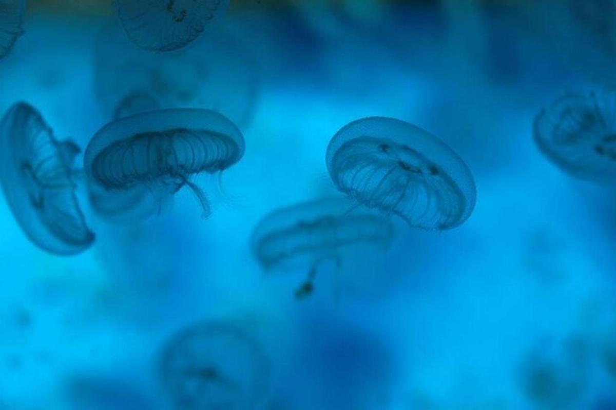 a close up of a group of jelly organisms