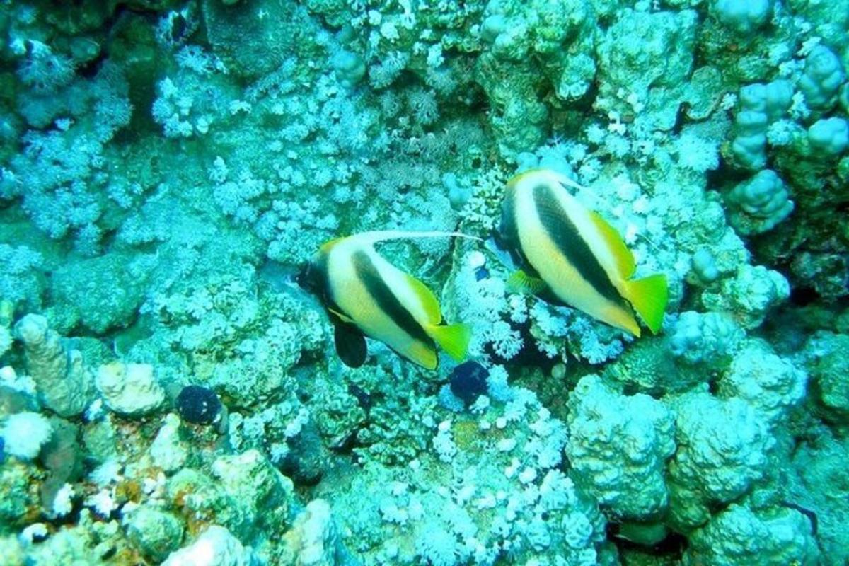 sepasang ikan berenang di lautan