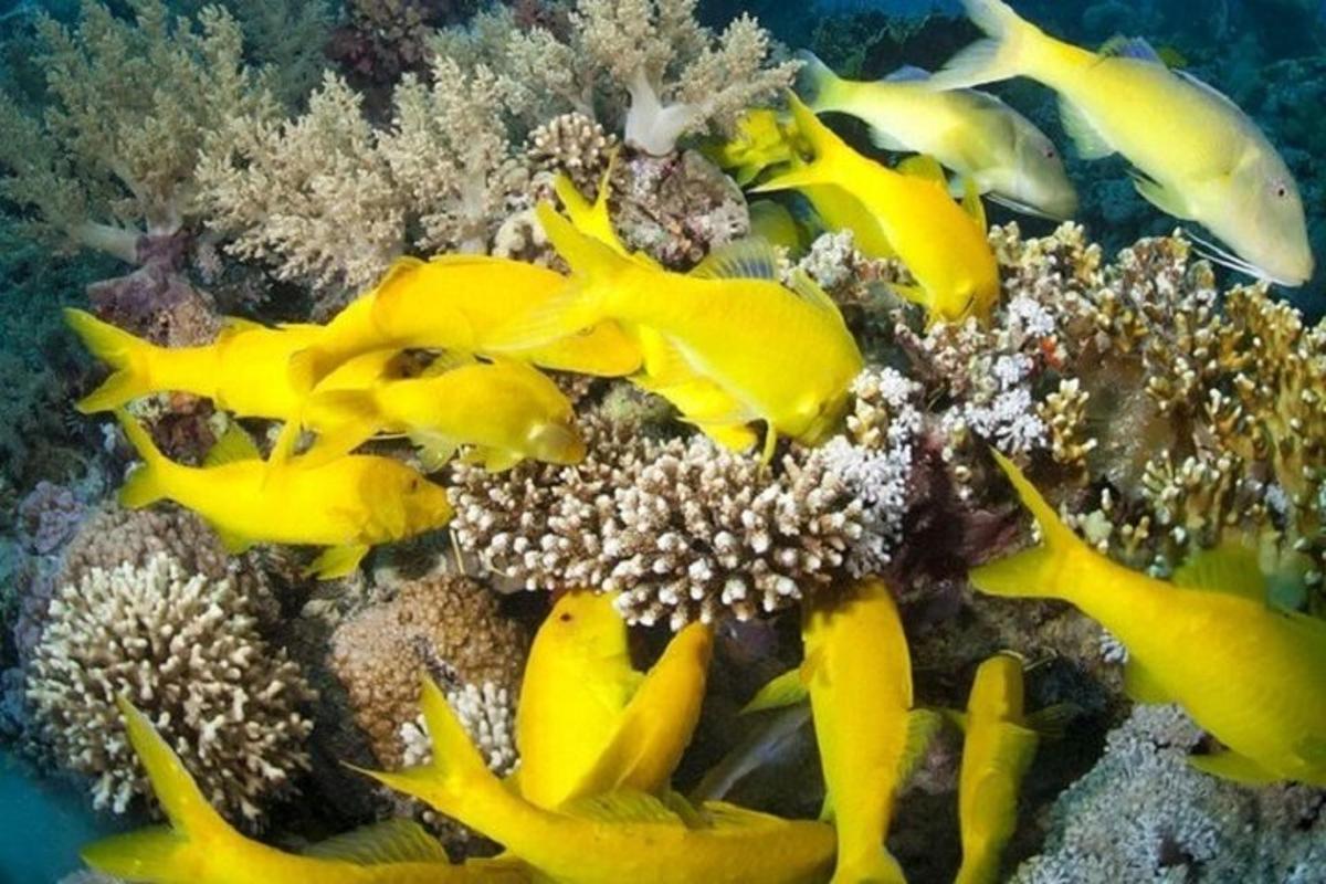 un gruppo di pesci gialli su una barriera corallina