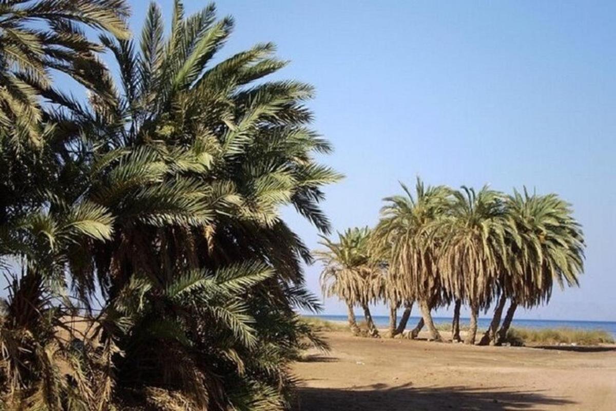 μια σειρά από φοίνικες σε μια αμμώδη παραλία
