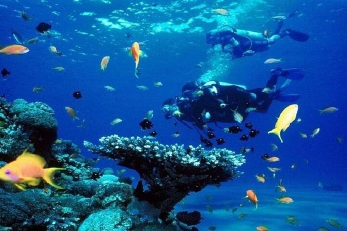 un grup de persones nedant a l'oceà amb peixos