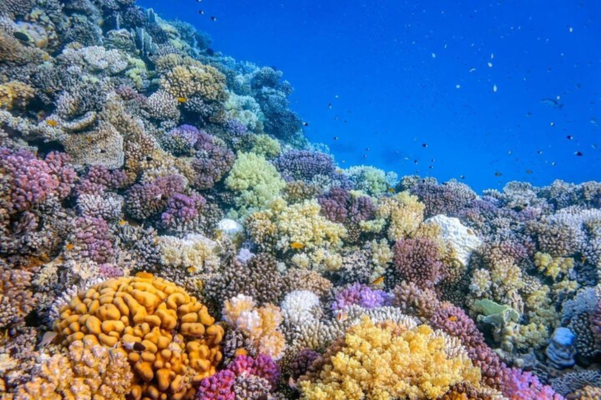 un escull de corall amb molts corals de diferents colors