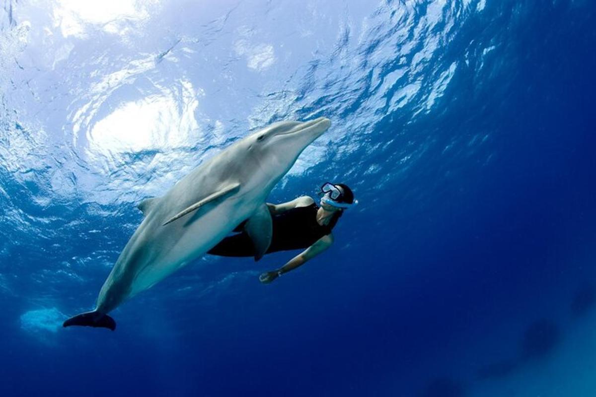 una persona che nuota nell'oceano accanto a uno squalo balena