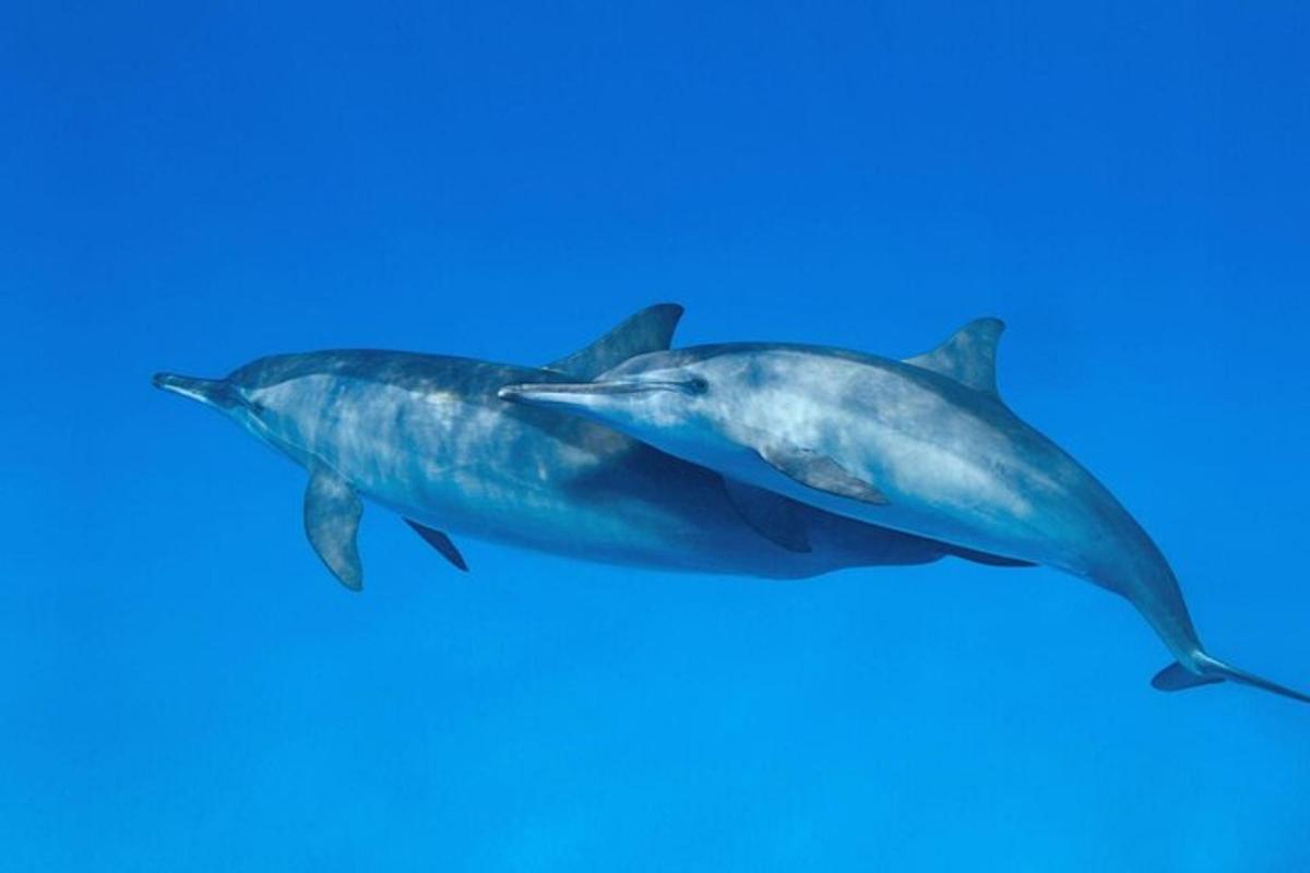 due delfini che nuotano nell'acqua