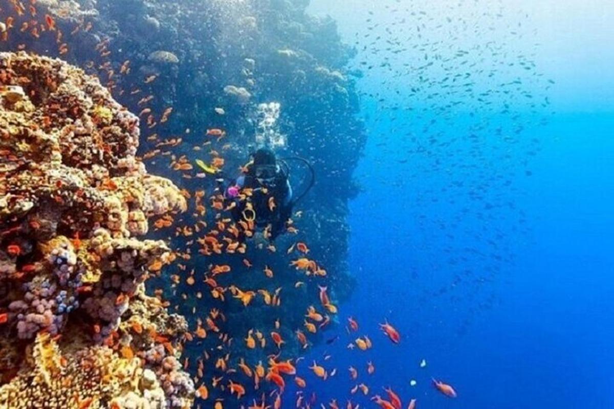 a diver on a coral reef with fish