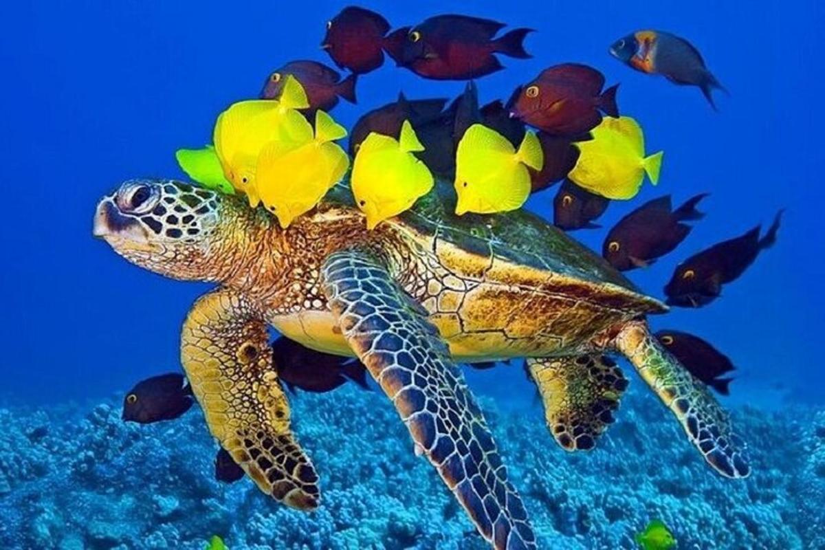 a green turtle with flowers on its back swimming in the ocean