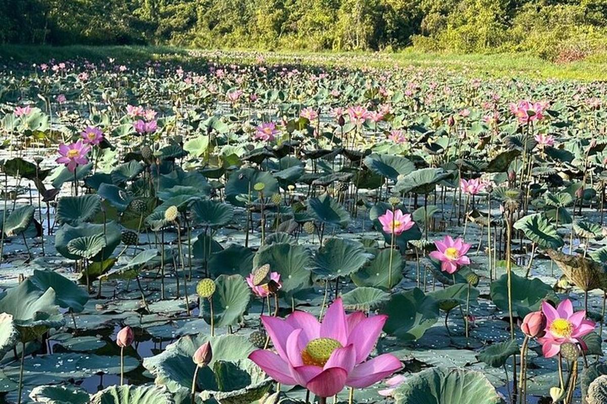 un grande campo di fiori rosa e foglie verdi