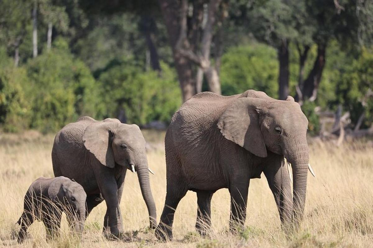 twee volwassen olifanten en een babyolifant die in een veld lopen