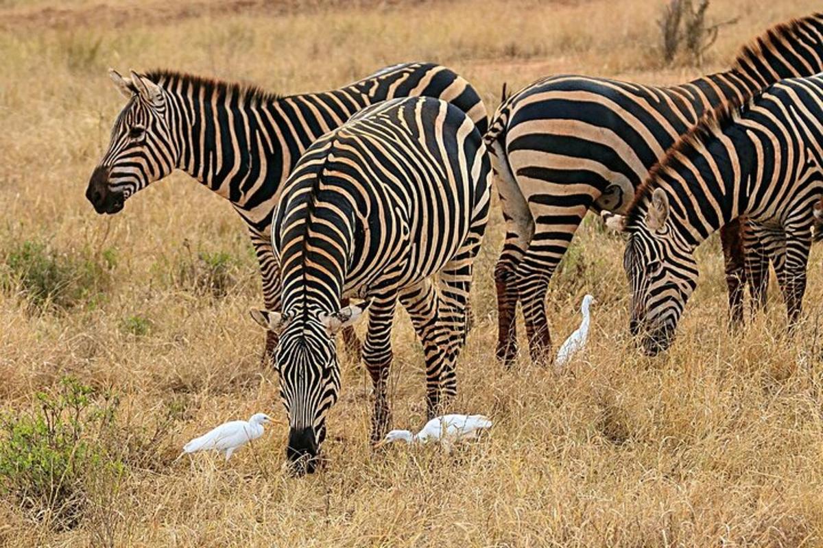 un grup de zebre și păsări care pasc pe un câmp