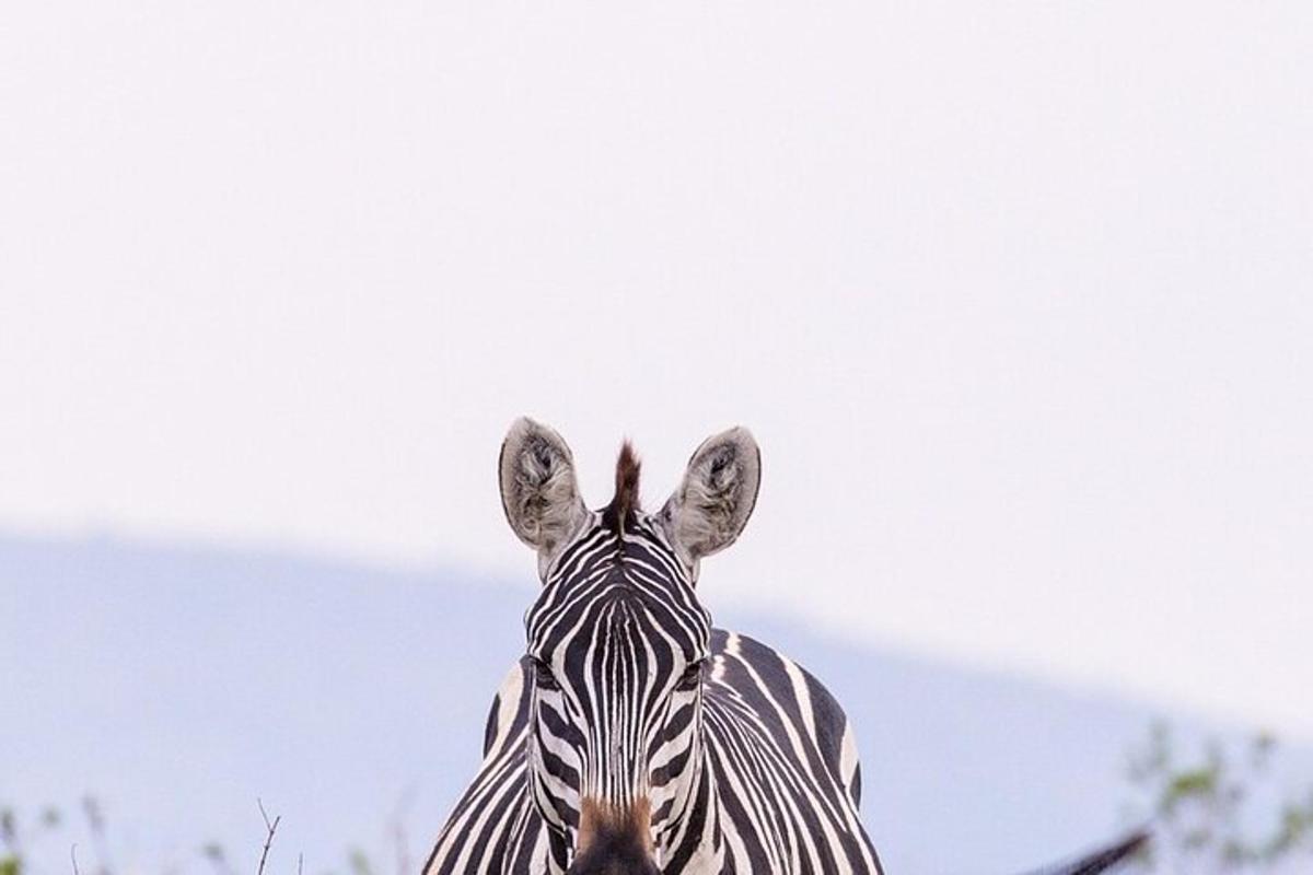zebra gleda v kamero