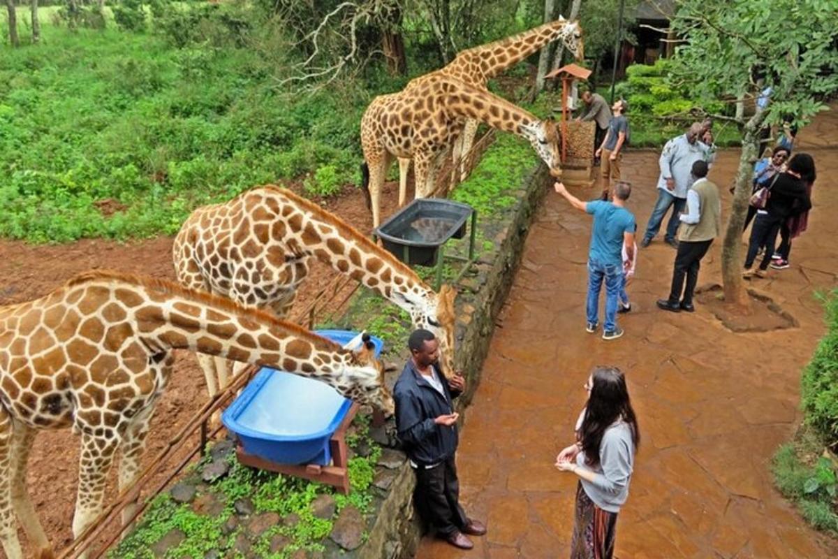 žirafų grupė, ėdanti iš lovio zoologijos sode
