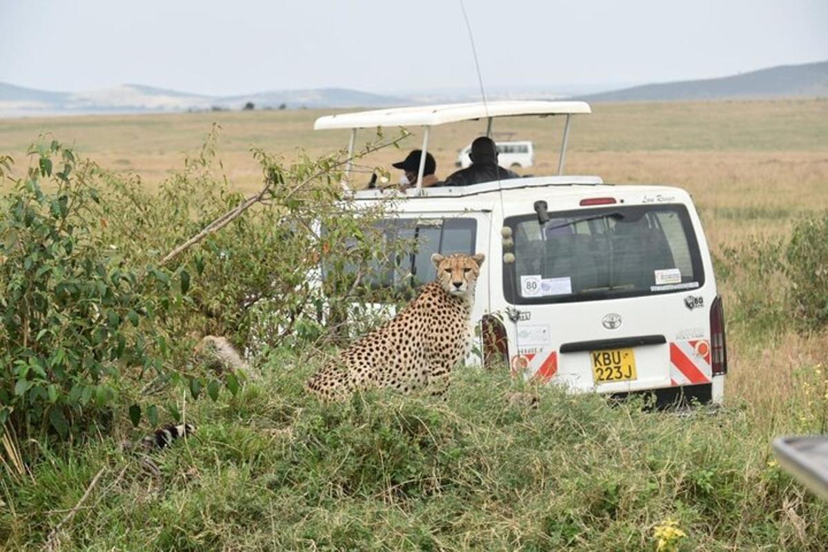 isang cheetah na nakaupo sa damuhan sa tabi ng isang sasakyan