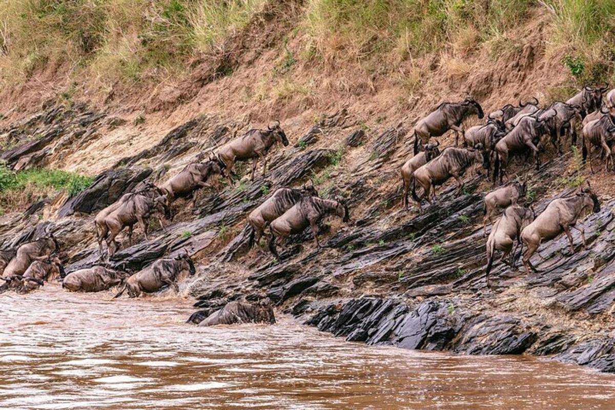 un troupeau d'animaux descendant une colline au bord d'une rivière