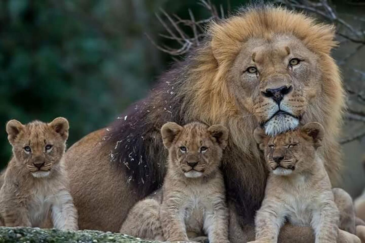 Un león y sus dos cachorros sentados uno al lado del otro