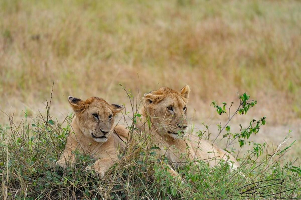 dois leões deitados na grama em um campo