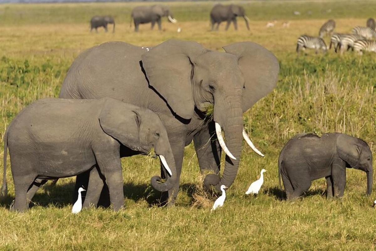 dua gajah dewasa dan seekor bayi gajah di ladang dengan zebra