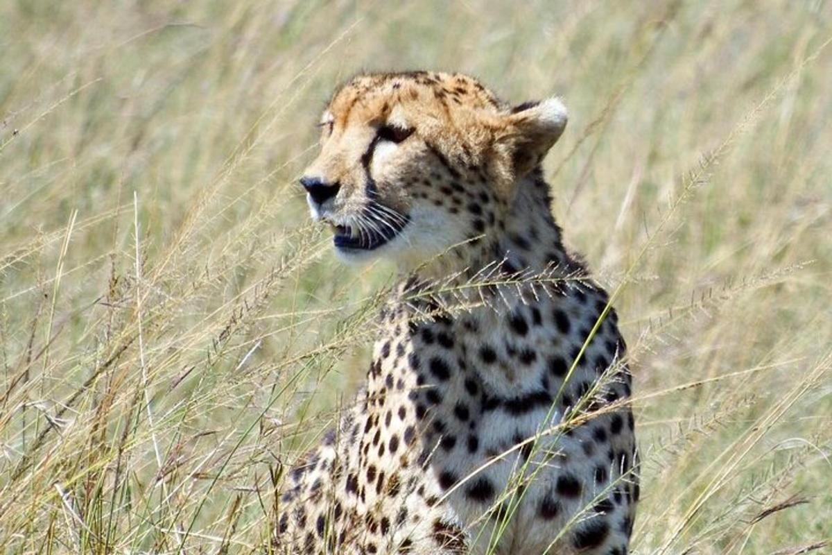 gepard seisab kõrge rohuväljal
