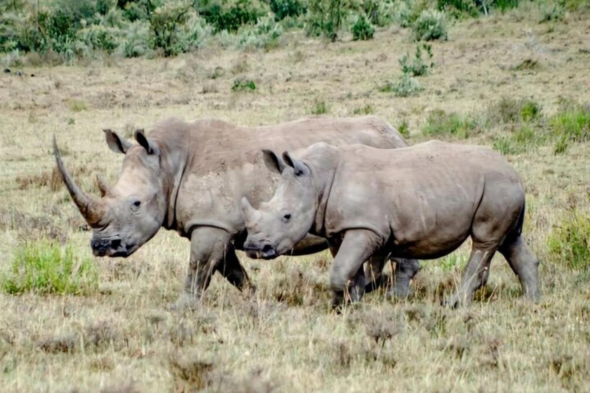 due rinoceronti che camminano in un campo d'erba