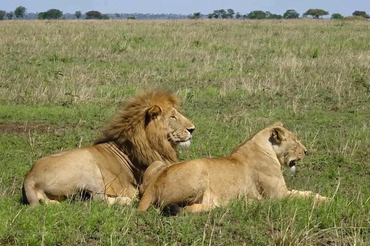 due leoni sdraiati sull'erba in un campo