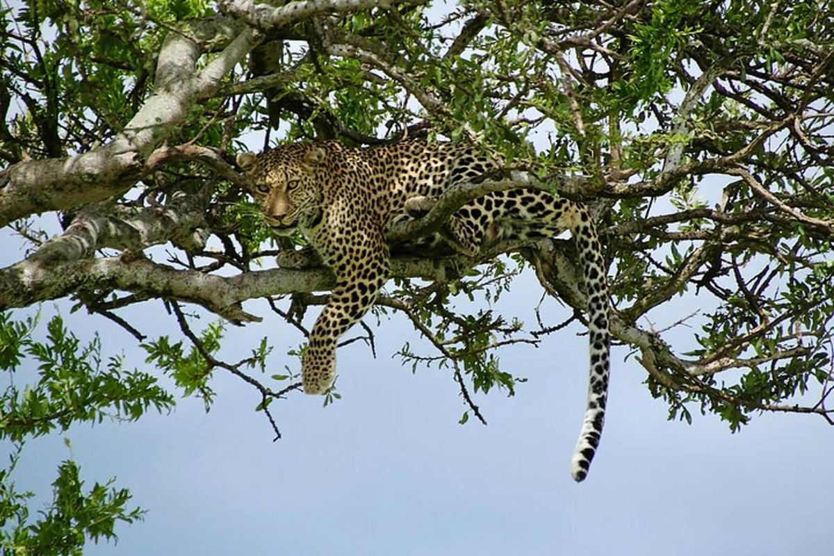 um leopardo está sentado em uma árvore