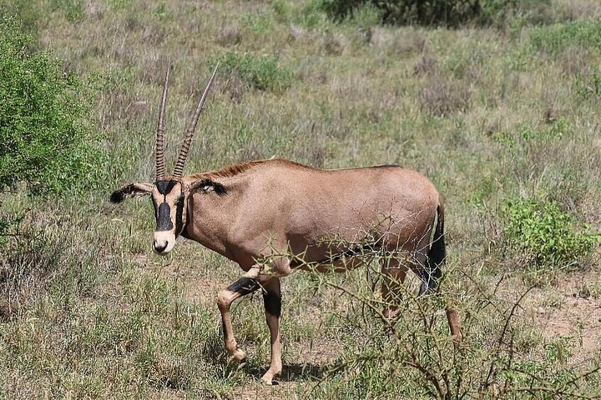 uma gazela parada em um campo de grama