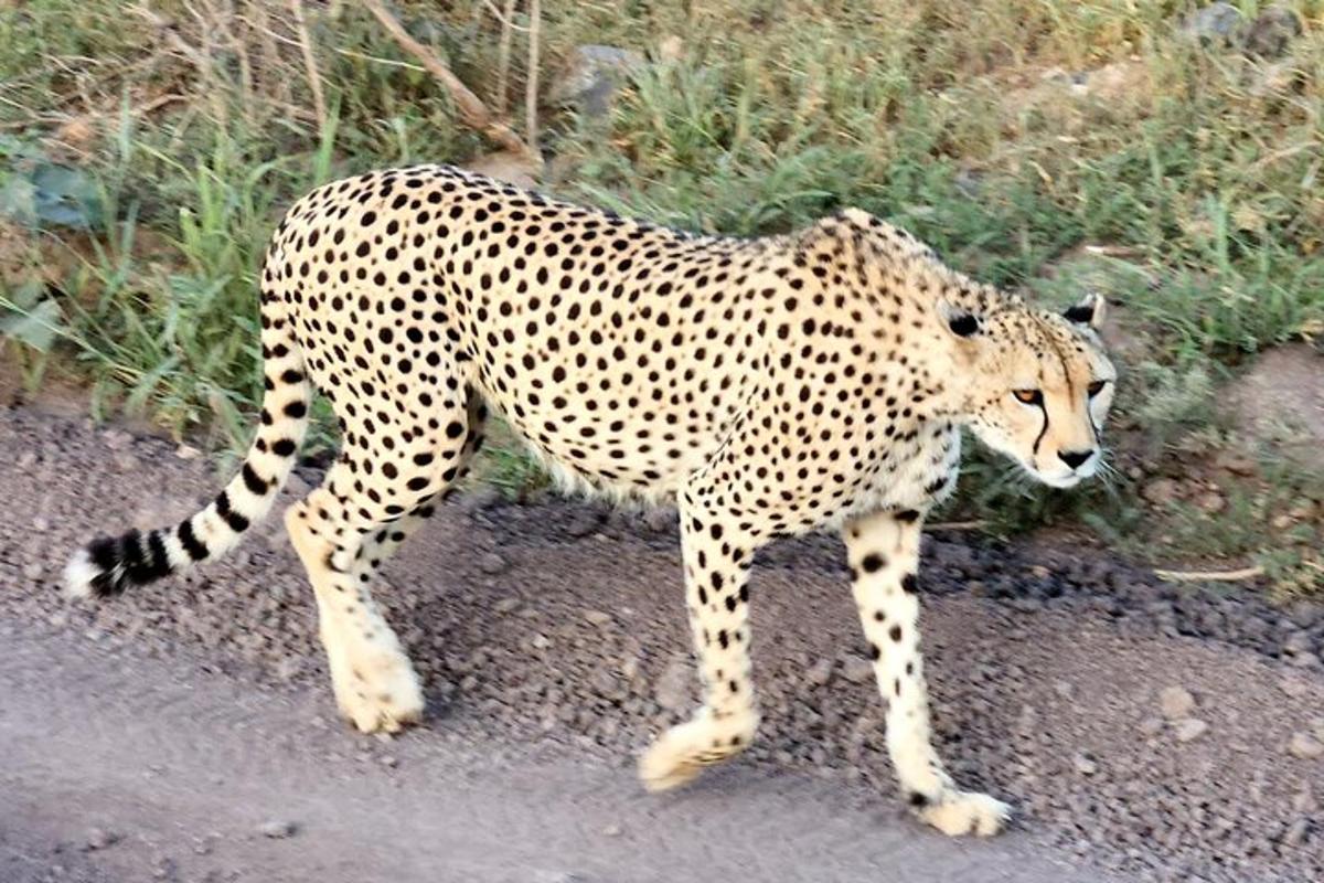 gepard stojící na kraji silnice