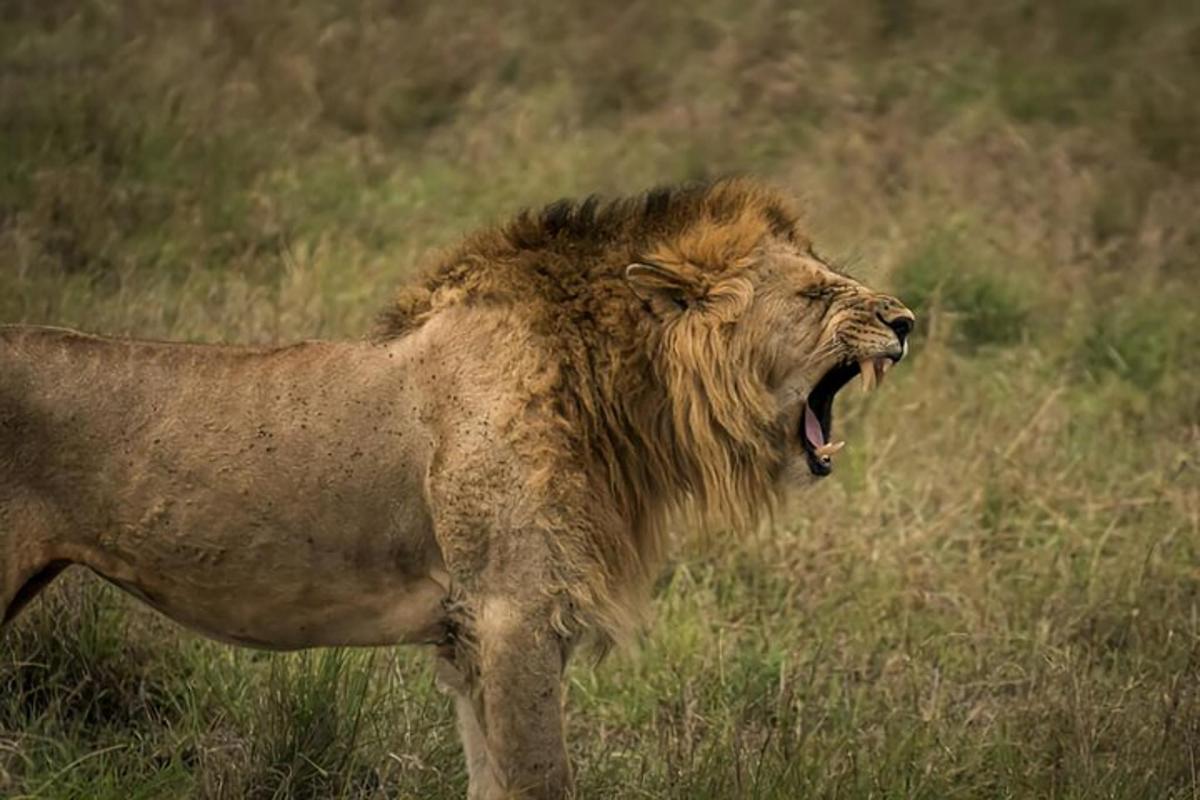 um leão parado em um campo de grama