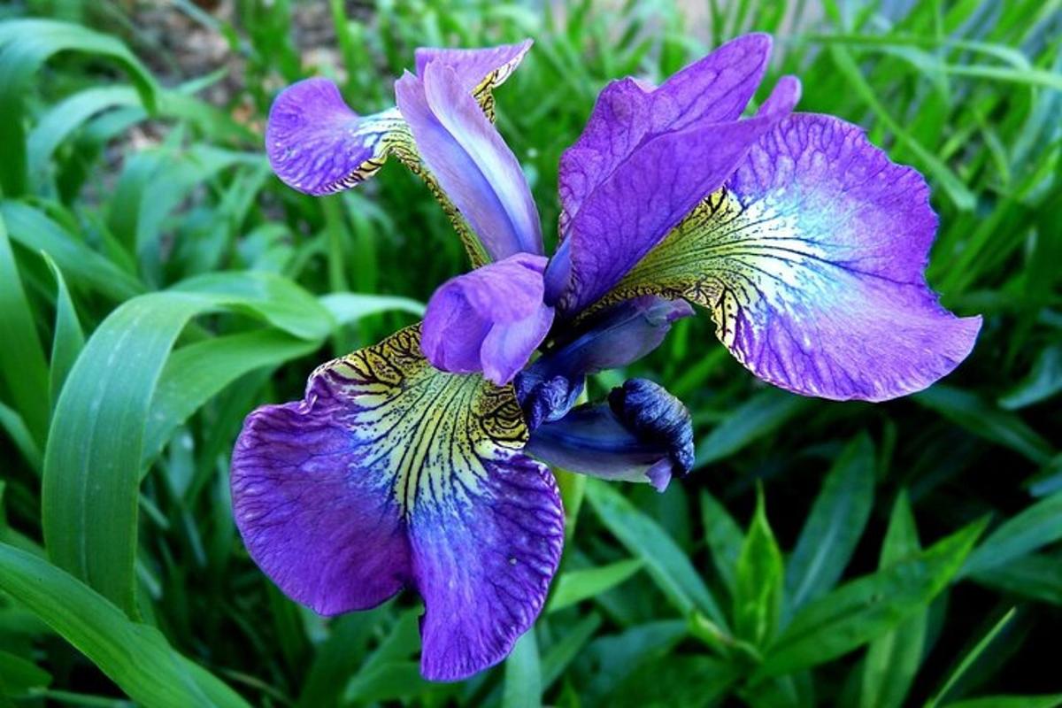 a purple iris with a blue center