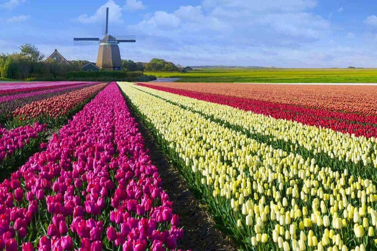 Un campo de tulipanes con un molino de viento al fondo