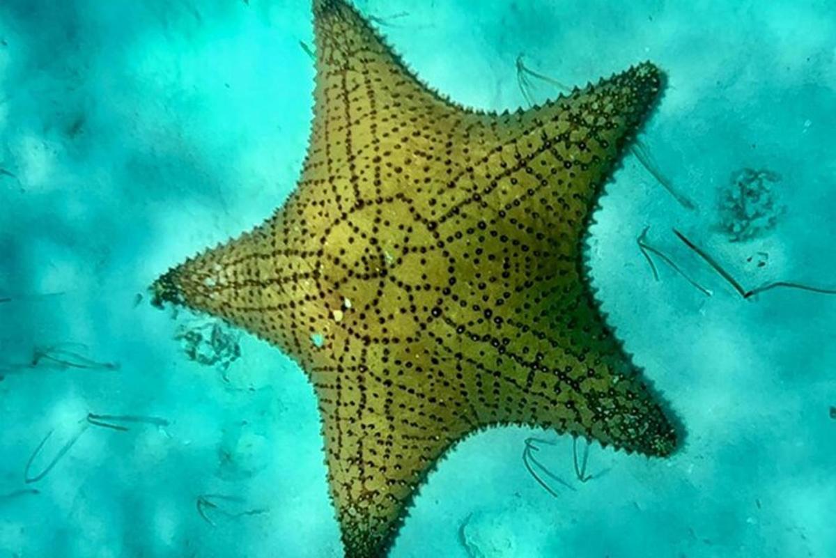 a yellow starfish in the water with other fishes