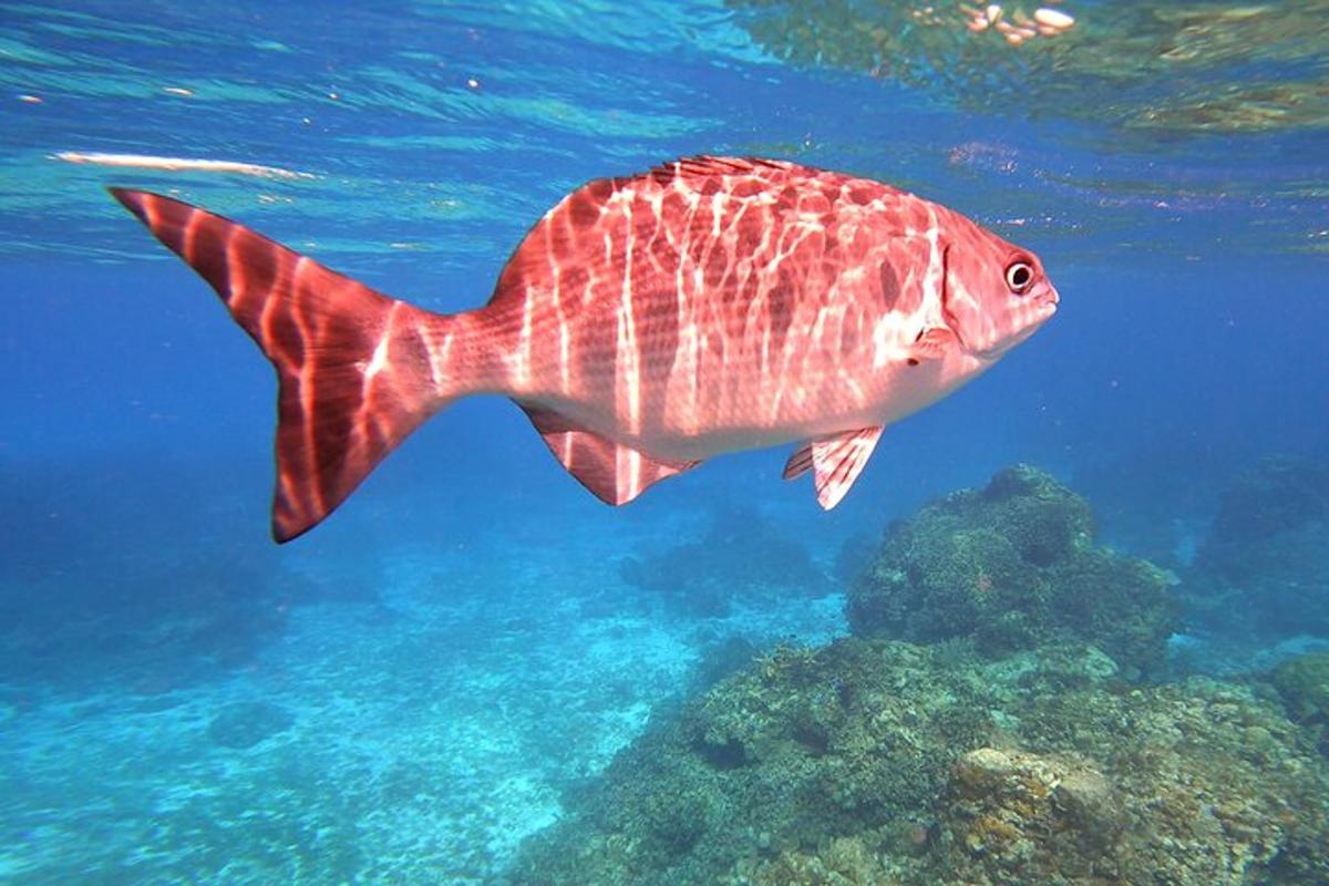a large fish swimming in the water