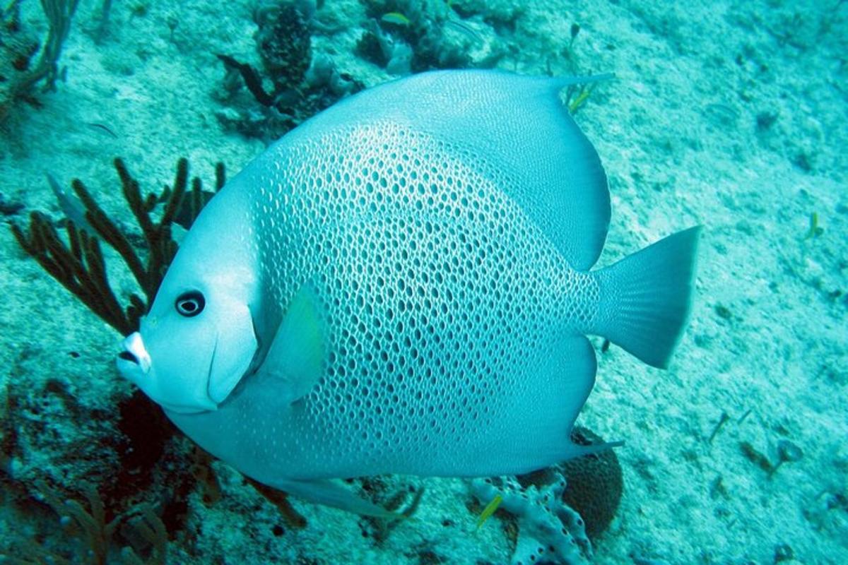 blár fiskur sem syndir á hafsbotni