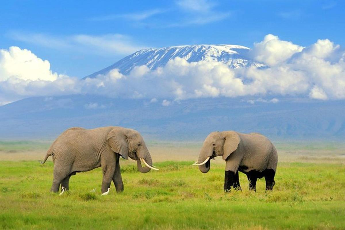 dois elefantes caminhando em um campo com uma montanha ao fundo