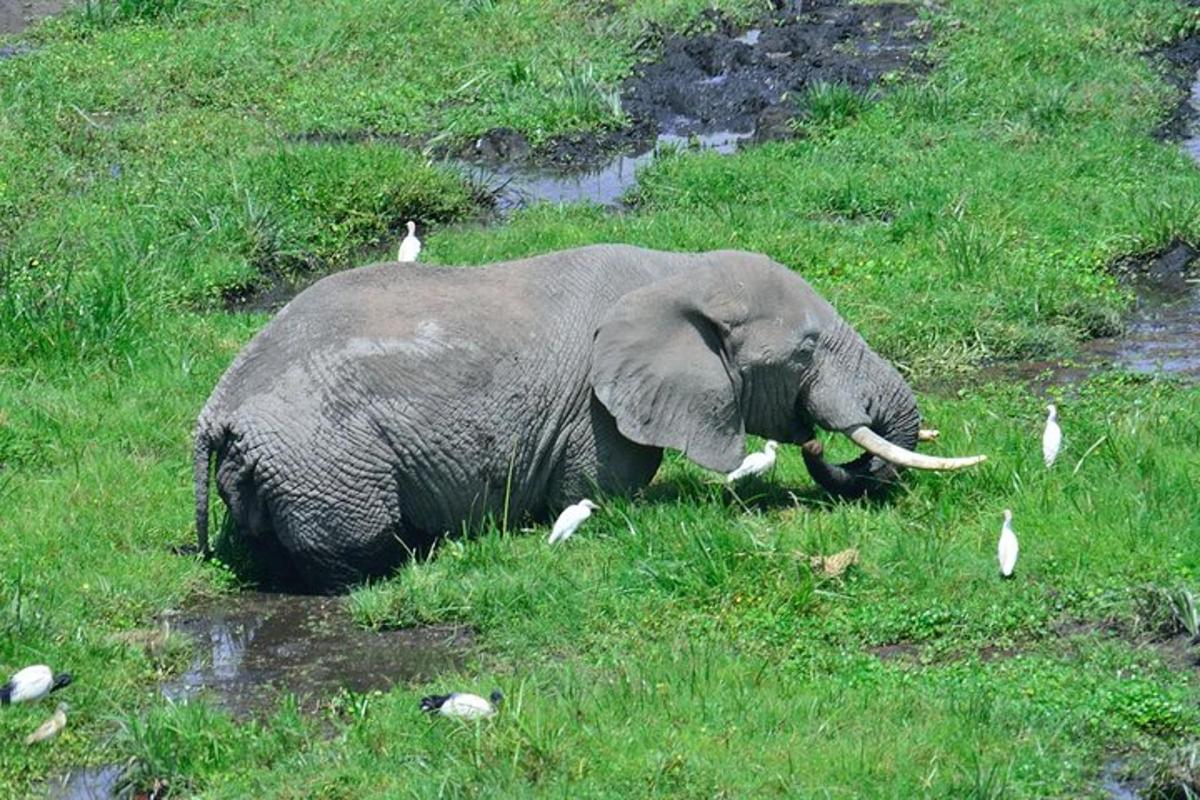 um elefante deitado na grama ao lado de pássaros