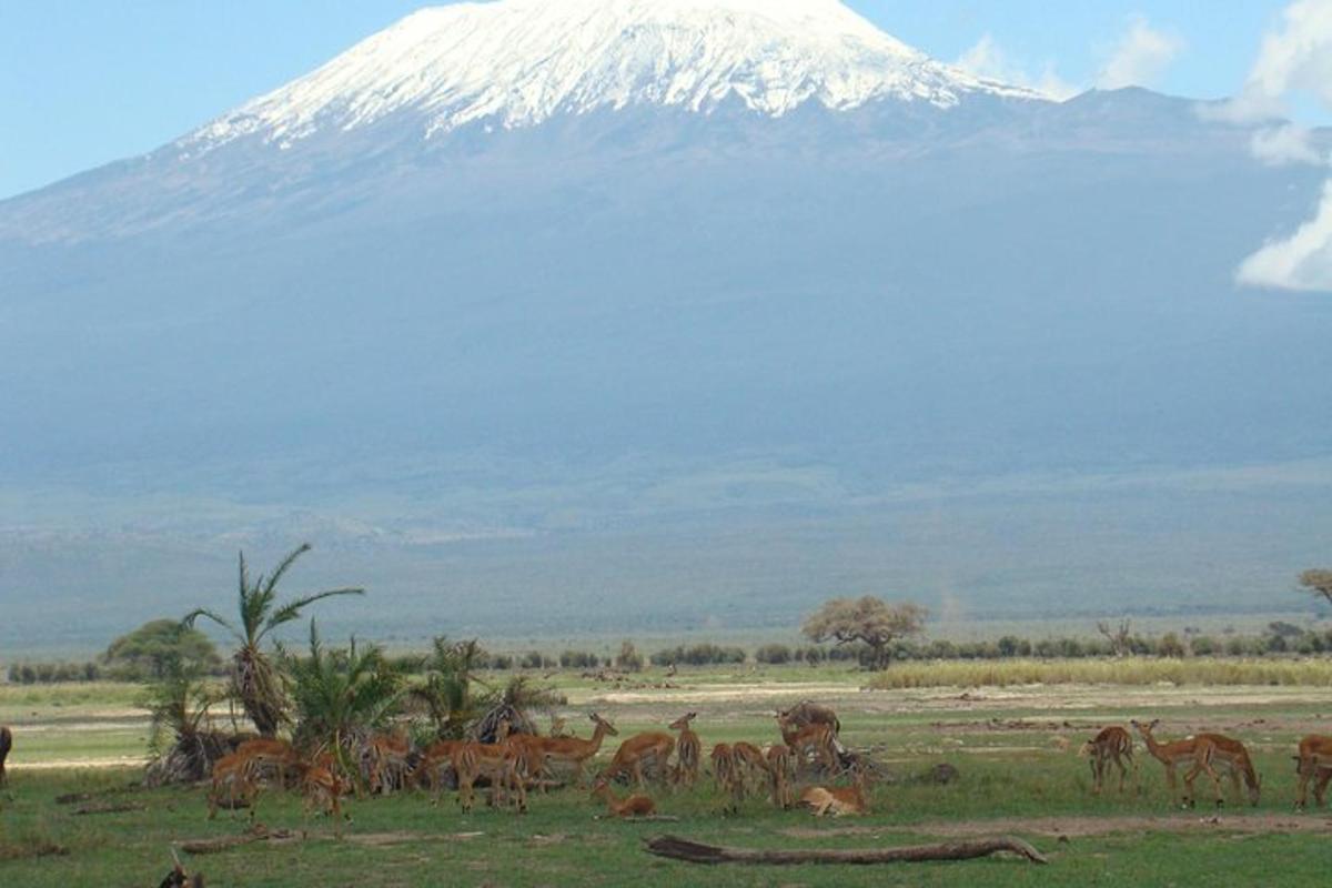 um rebanho de animais em um campo com uma montanha ao fundo