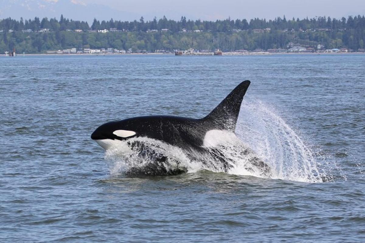 una orca saltant fora de l'aigua
