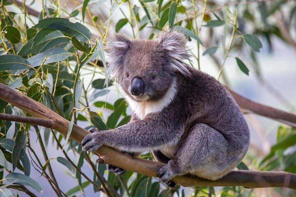 seekor koala sedang duduk di atas dahan pokok