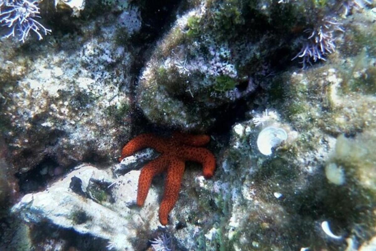 uma estrela do mar vermelha está sentada no recife