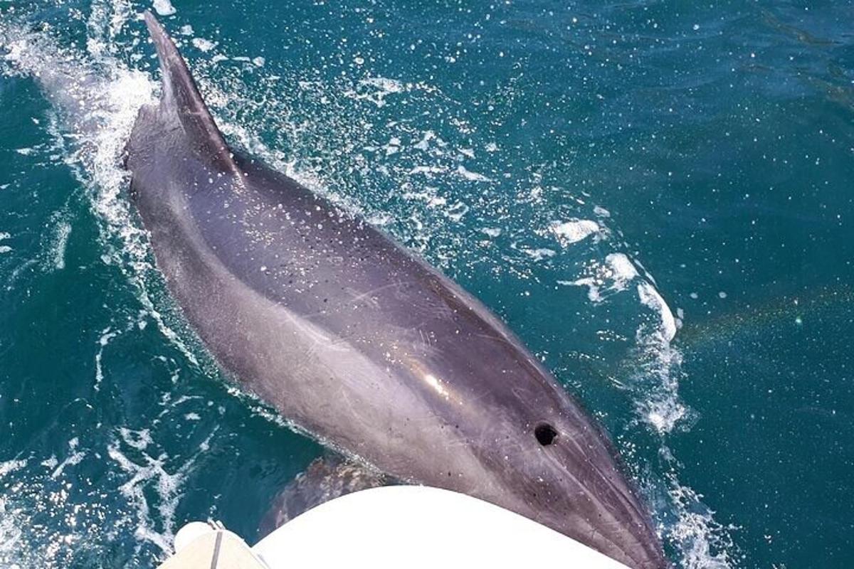 um golfinho na água ao lado de um barco