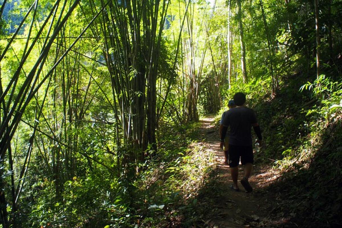 due persone che camminano lungo un sentiero nel bosco