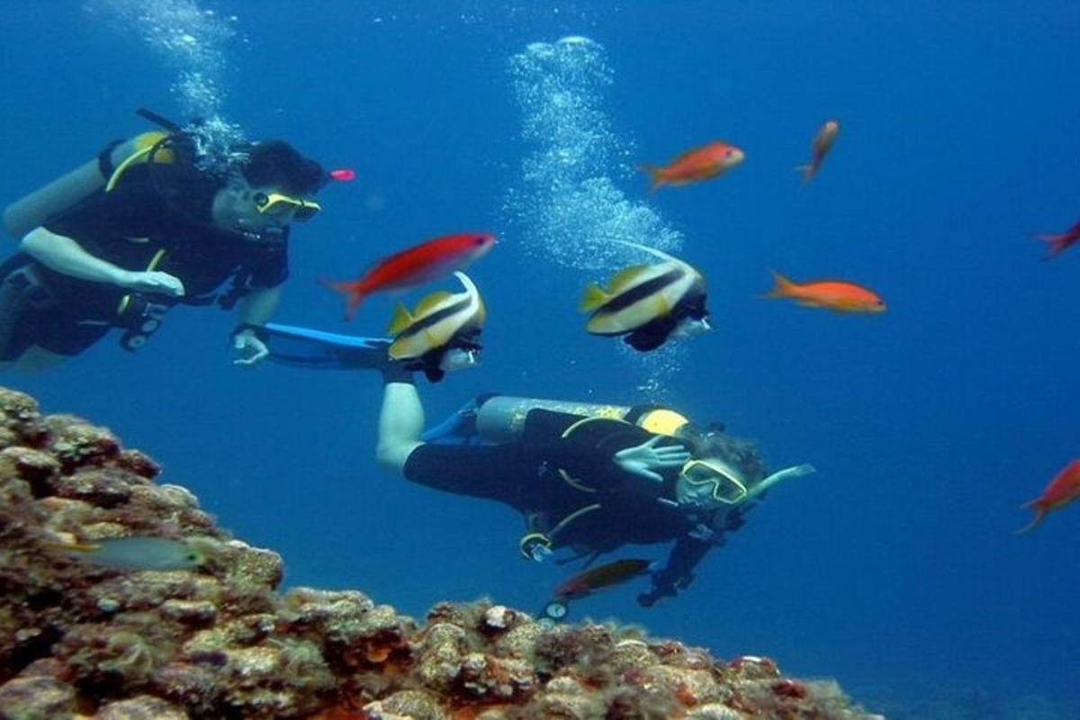 Un grupo de personas buceando con un grupo de peces.