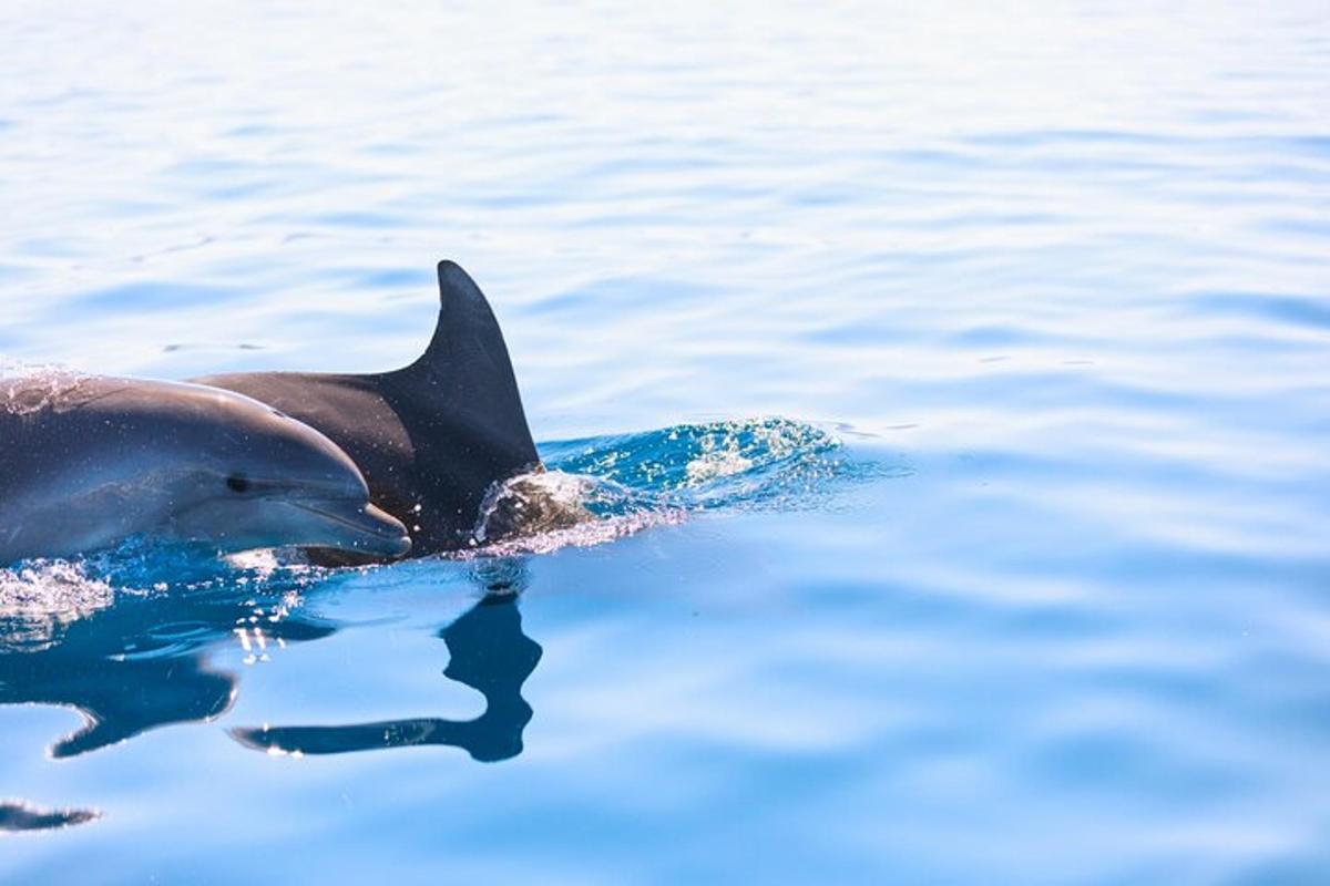 un delfin înotând în apă