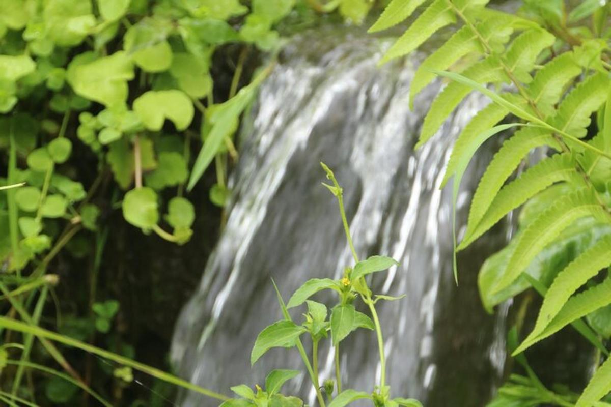 a waterfall in a forest with green leaves