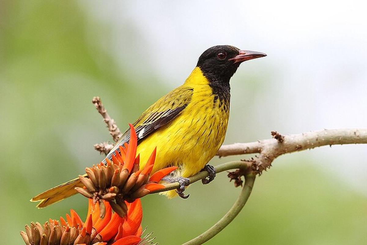 a yellow and black bird perched on a tree branch