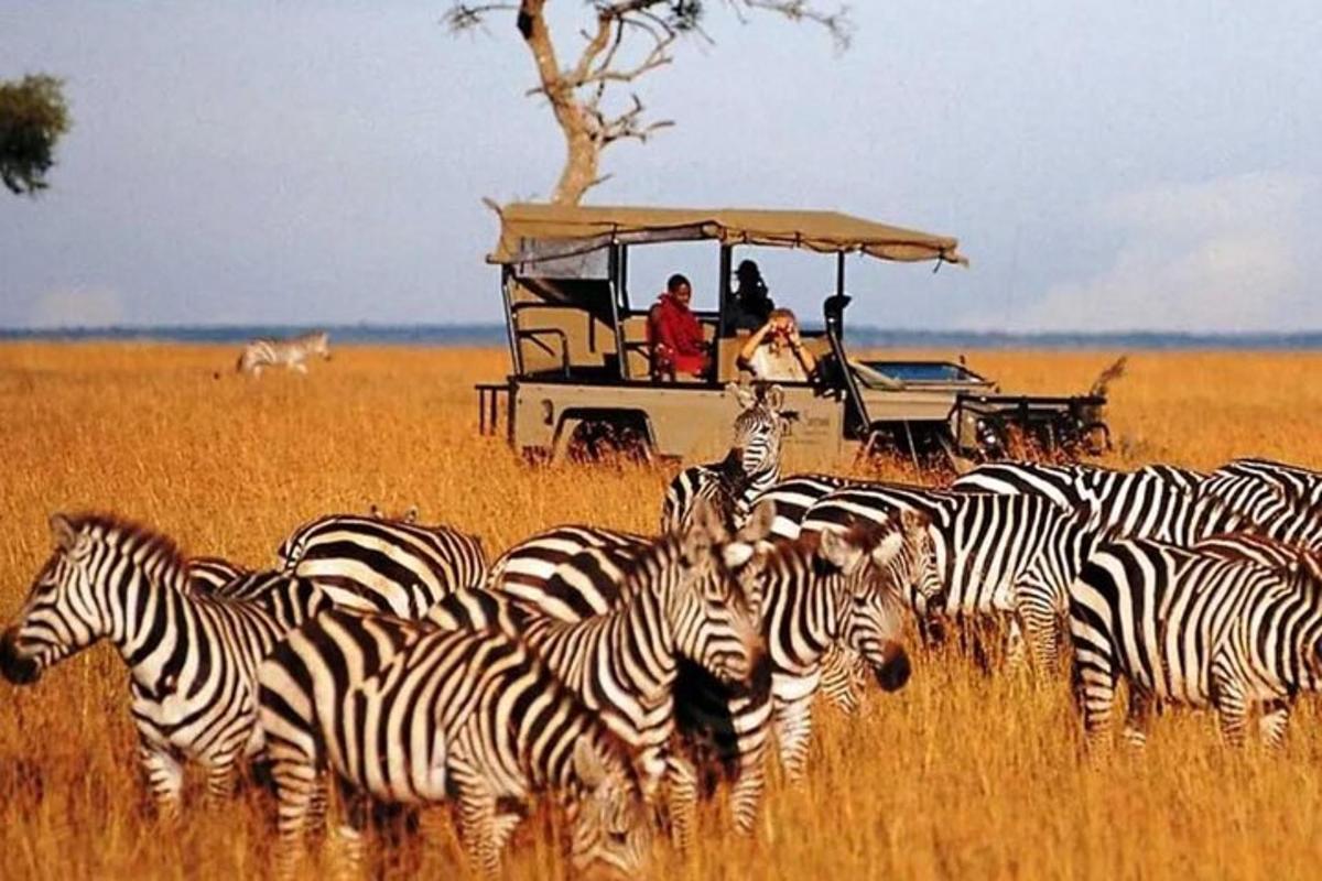 a herd of zebras standing in front of a vehicle