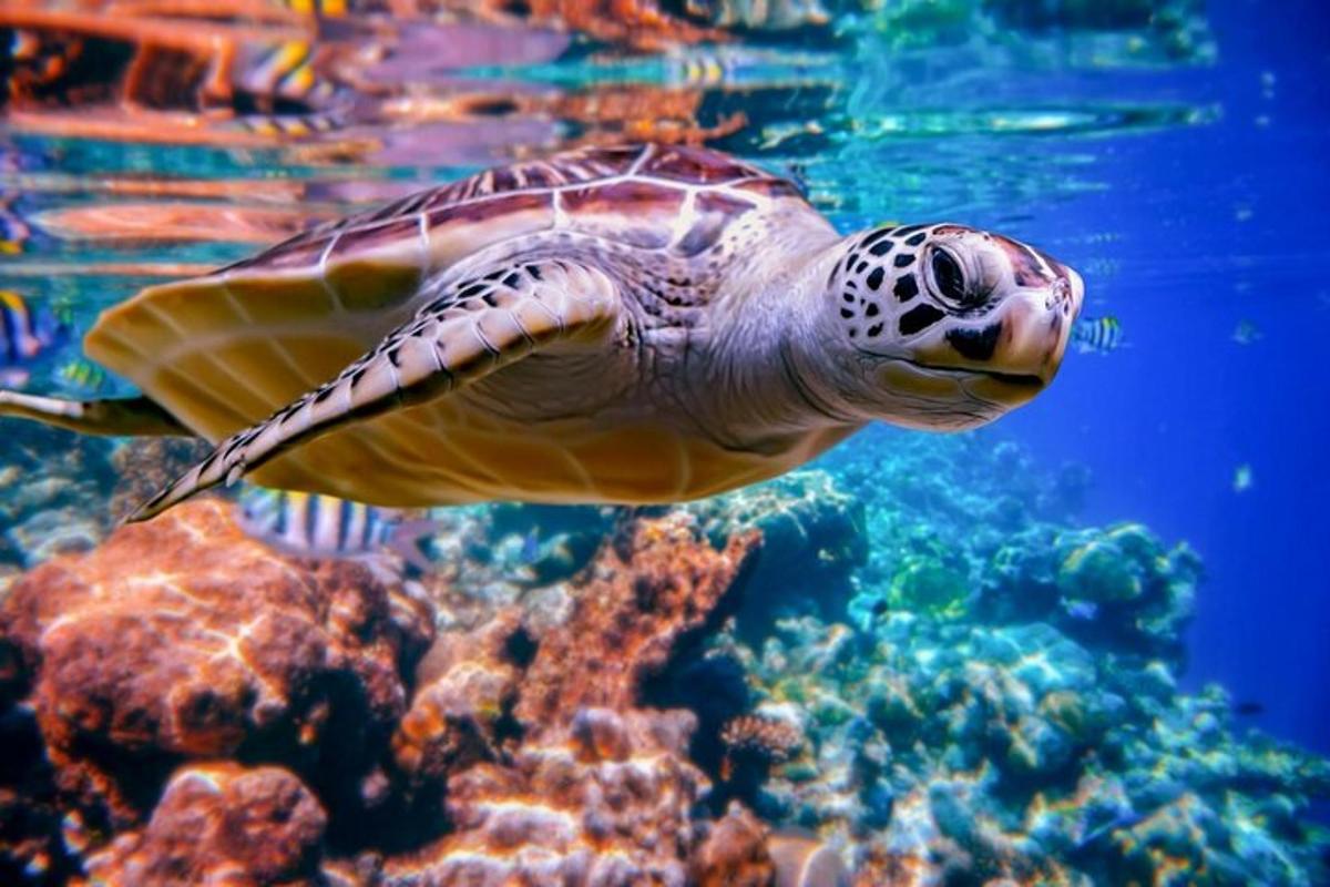 una tortuga marina verde nadando en el agua