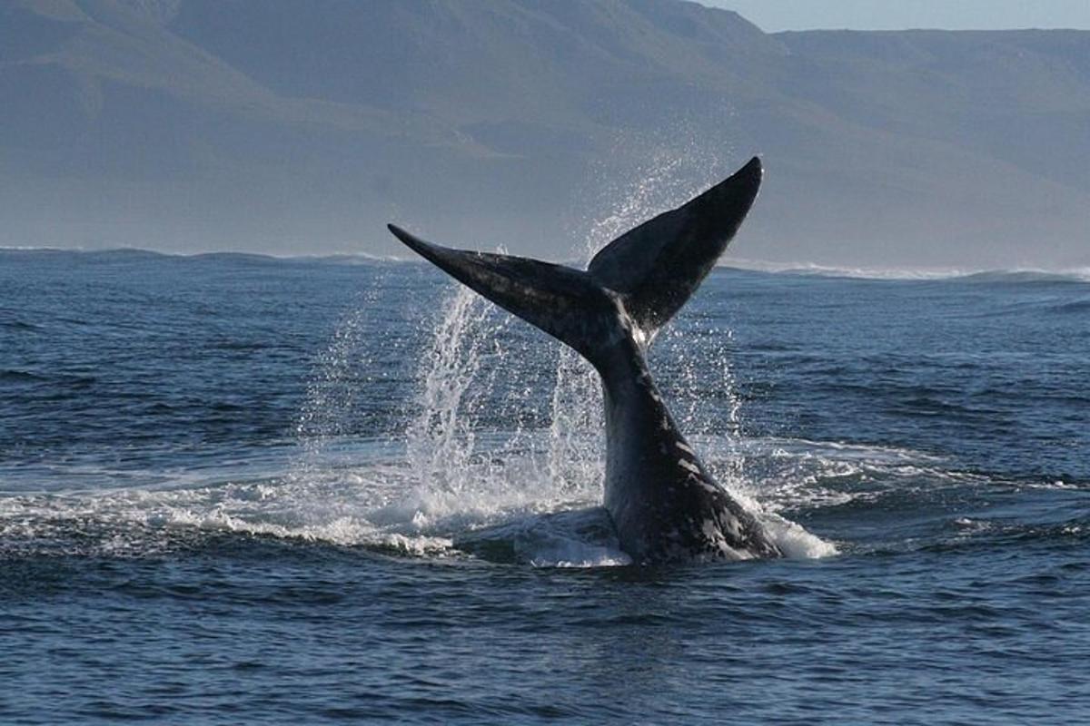 delfin v oceanu z repom v vodi