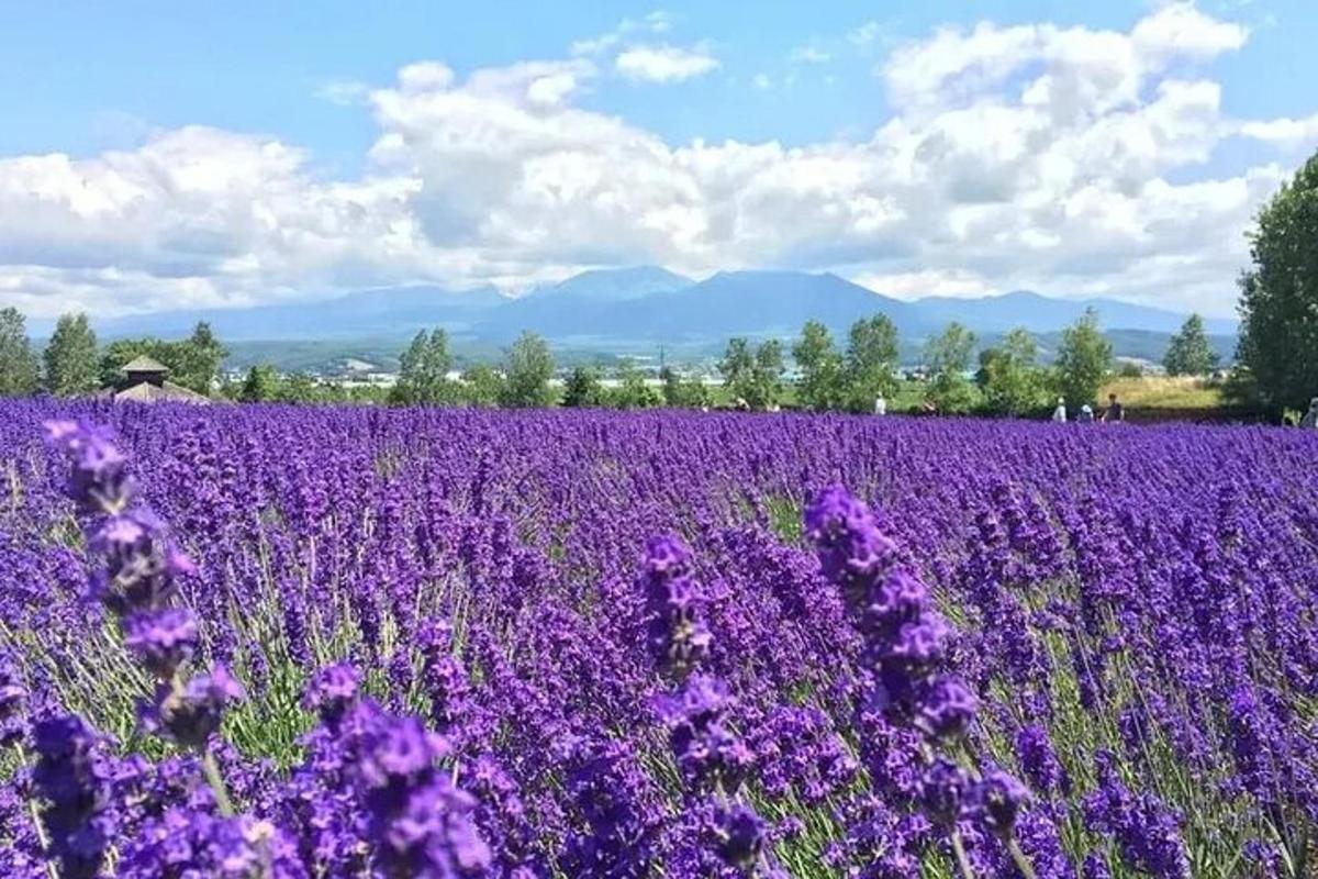 ein Feld mit lila Blumen mit Bergen im Hintergrund