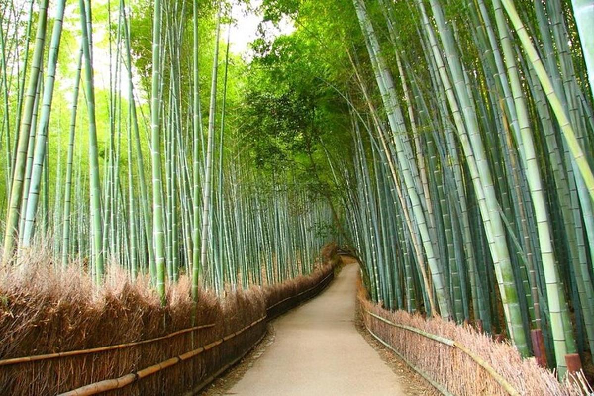 a path in a bamboo forest with a bridge