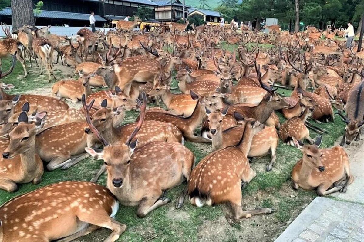 a large herd of deer laying on the grass